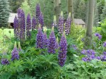 Lupine.jpg