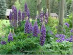 Lupine_thumb.jpg